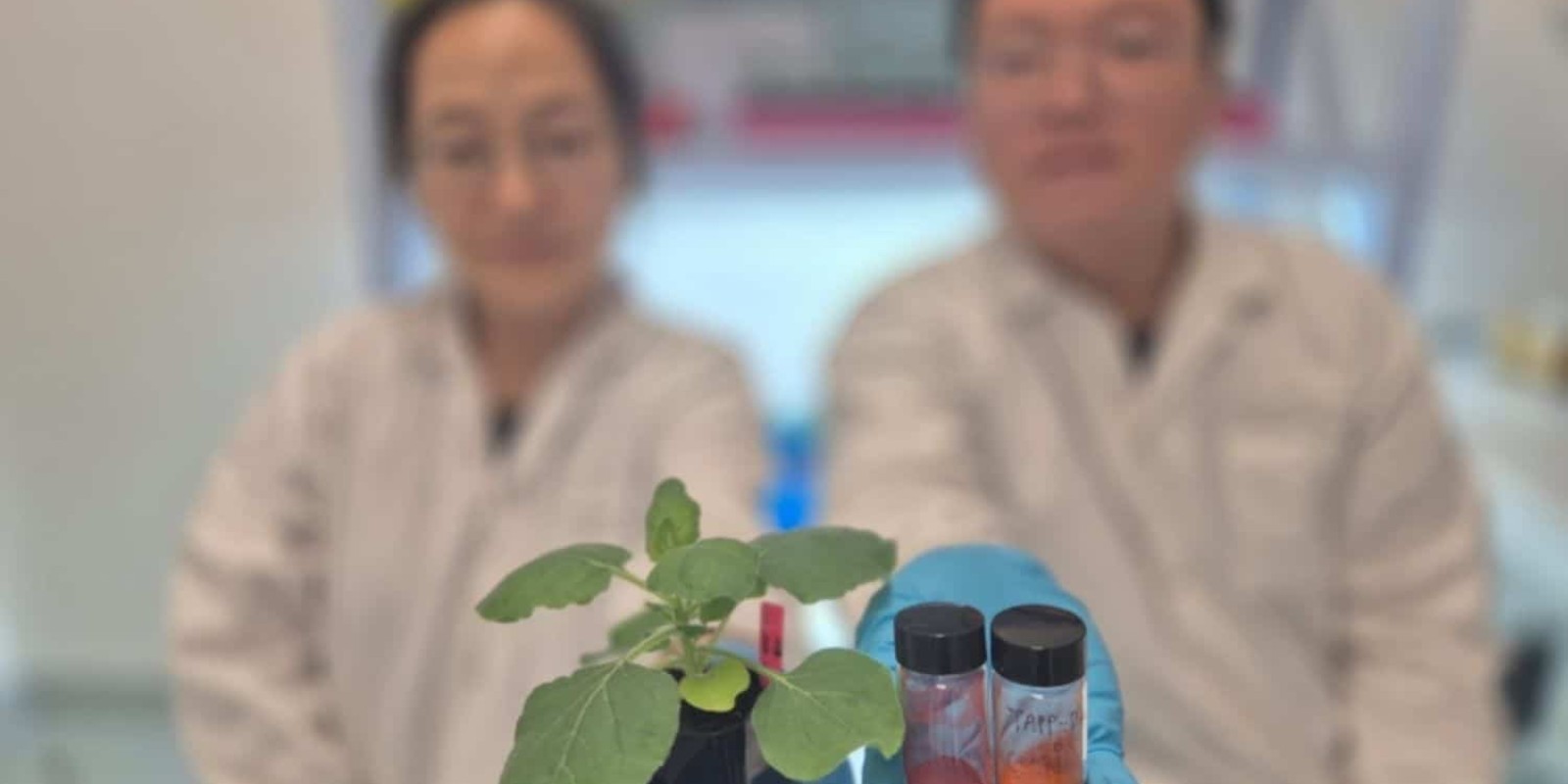 World’s first COF sensors: Detecting dehydration in plants