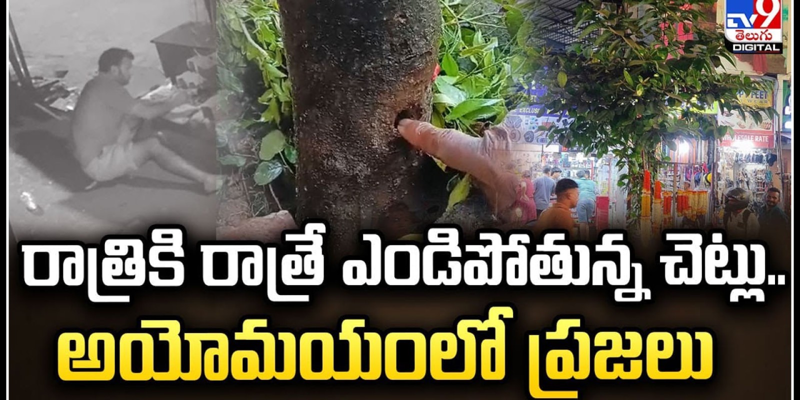 Watch: రాత్రికి రాత్రే ఎండిపోతున్న చెట్లు.. అయోమయంలో ప్రజలు.! ఏం జరిగిందంటే.?