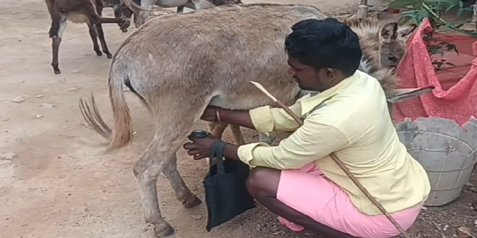 ஒரு சங்கு ரூ. 100... சிவகங்கையில் படுஜோராக நடக்கும் கழுதை பால் விற்பனை!