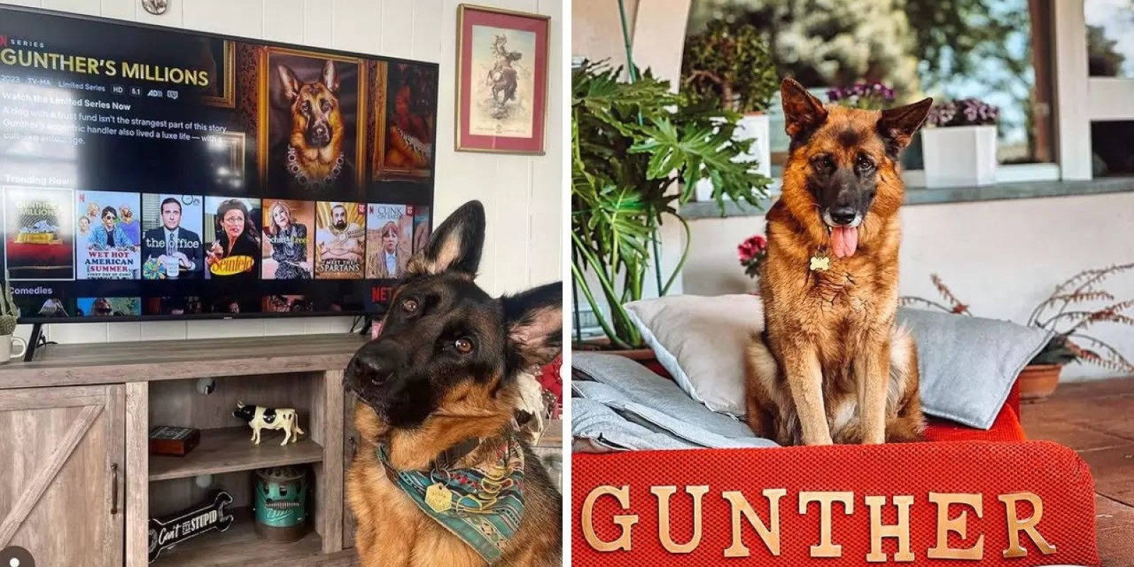 Meet the World’s Richest Dog: Gunther VI and His $400 Million Mystery