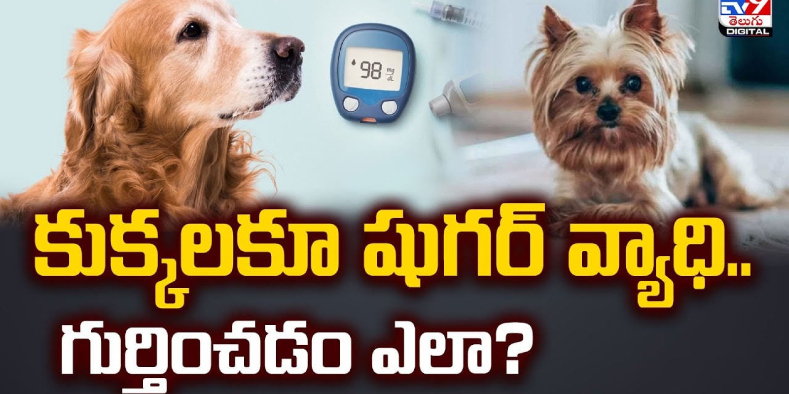 కుక్కలకూ షుగర్‌ వ్యాధి.. గుర్తించడం ఎలా ??