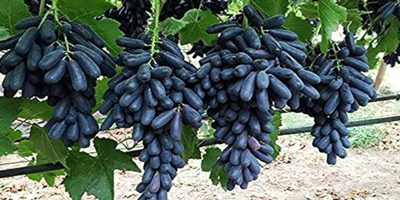 Black Grapes Benefits: వింటర్‌లో నల్ల ద్రాక్ష తింటే.. శరీరంలో ఏమౌతుందో తెలుసా..?