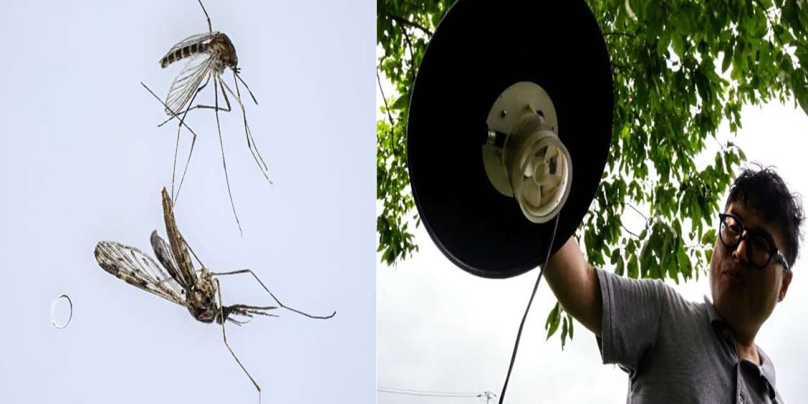 Malaria Mosquitoes: ఇరు దేశాలకు సవాల్ విసురుతోన్న దోమలు.. పట్టుకోవడానికి ట్రాకింగ్ పరికరాలు ఎందుకంటే..