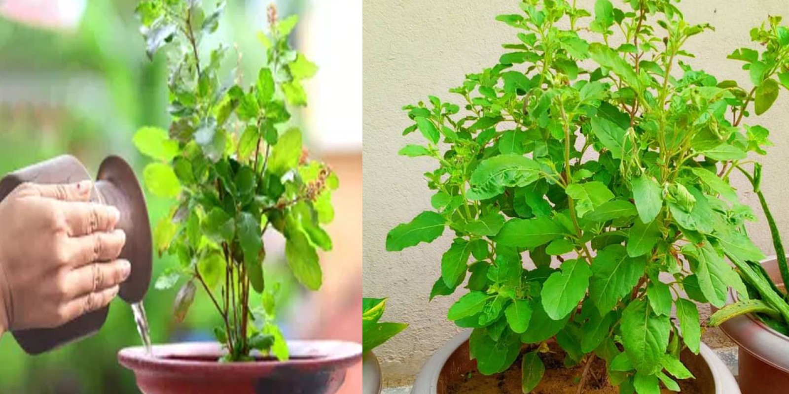 Tulsi Puja Tips: తులసి మొక్కను తాకడం, తులసి దళాలు కోయడానికి నియమాలున్నాయి.. అతిక్రమిస్తే ఆర్ధిక ఇబ్బందులు తప్పవు..