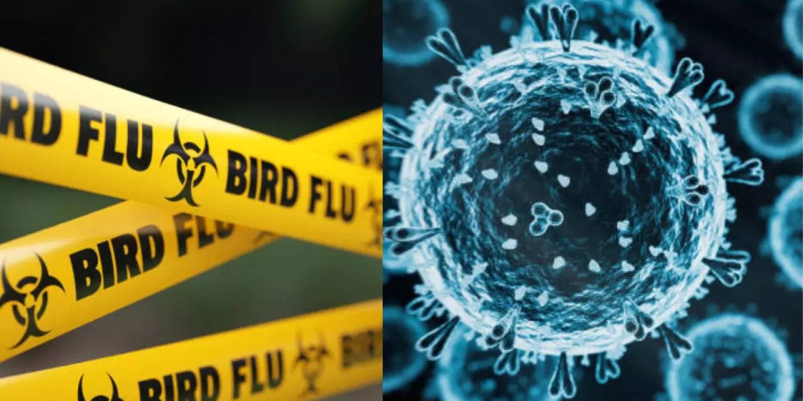 Louisiana Patient Is First Severe H5N1 Bird Flu Case in the US