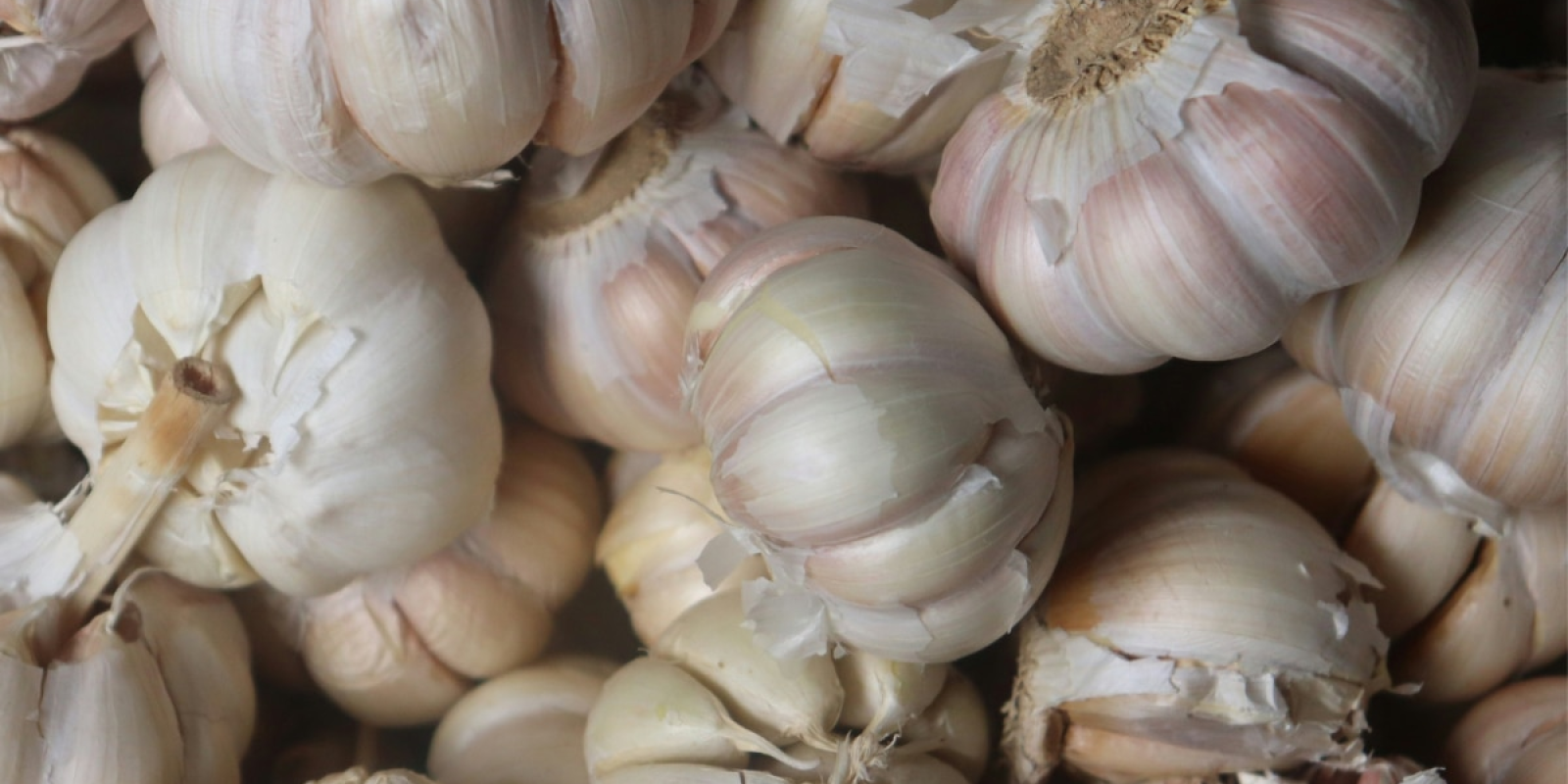 Garlic : पचनसंस्थेपासून ते कोलेस्टेरॉलपर्यंत लसूण खाल्ल्याने होतात होतात प्रचंड फायदे!