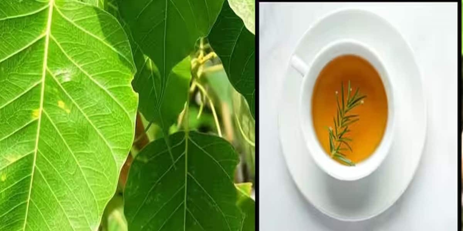 Healthy Drink: પીપળાના પાનનો ઉકાળો આ 4 બીમારીમાં કરી શકે છે ફાયદો, જાણો કેવી રીતે બનાવવો