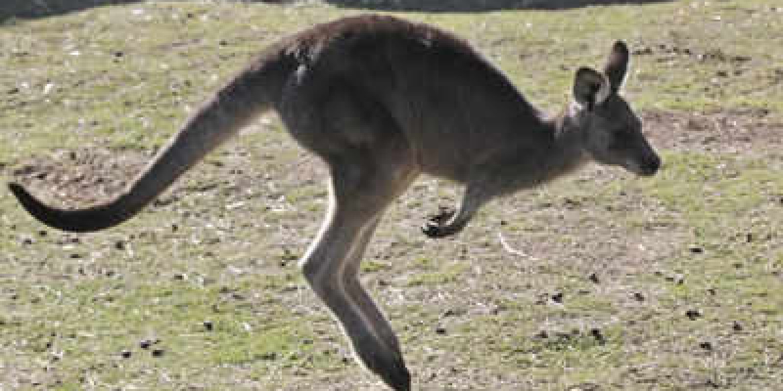 Man arrested for killing 98 Kangaroos in Australia