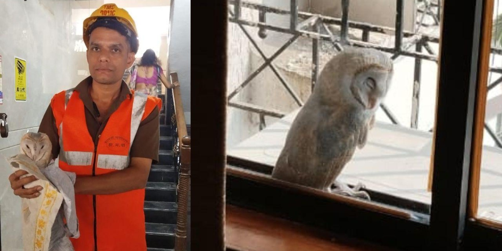 Thane: Owl rescued from eighth floor window of residential building