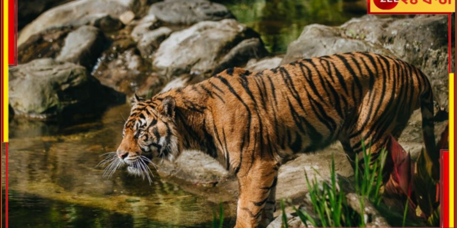 Royal Bengal Tiger: চলছে বাঘিনী বন্দি খেলা! যমুনাকে ধরতে নাজেহাল, তাহলে কি জেলা বদল?