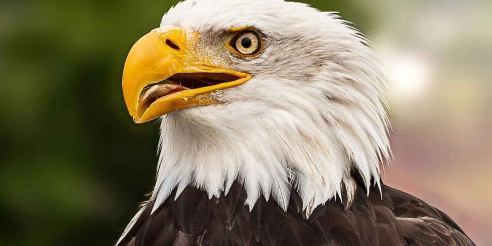 Bald Eagle is Now the National Bird of United States, Biden Signs Bill