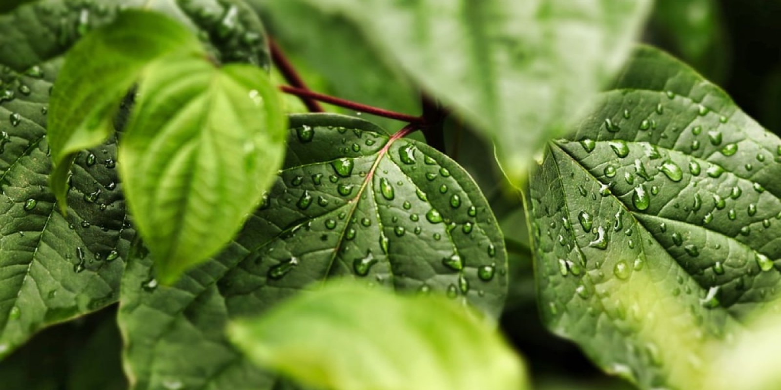 Leaf resilience to rain studied for agriculture and renewable energy applications.