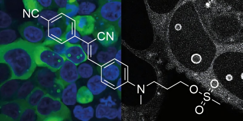 Fluorescent RNA complexes reveal new cellular dynamics insights