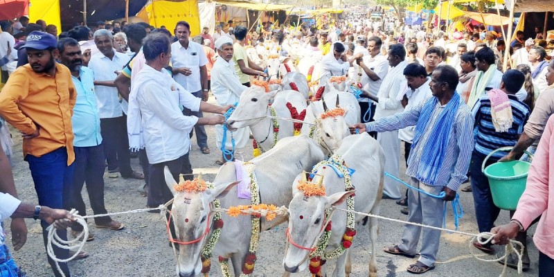 ಹಳ್ಳಿಕಾರ್ ರಾಸು ವೀಕ್ಷಣೆಗೆ ರೈತರ ದಂಡು – ಪ್ರಜಾವಾಣಿ ವರದಿ