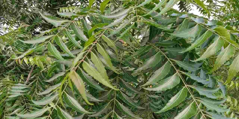 వేప ఆకుల అద్భుత औషధ గుణాలు: క్యాన్సర్ నుండి చుండ్రు వరకు