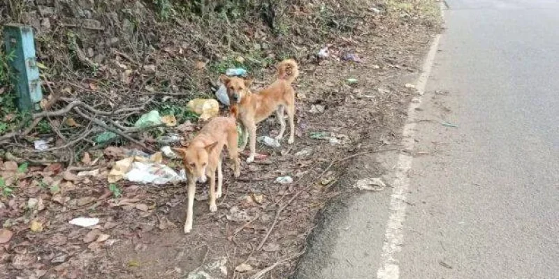 കൊടുങ്ങൂരിൽ തെരുവുനായ ആക്രമണം രൂക്ഷം; പരിക്കേറ്റവർ ഏറെ