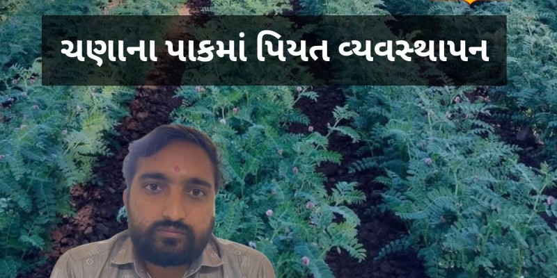 ચણાના પાકમાં સમયસર પાણી ન આપવાથી થશે નુકસાન