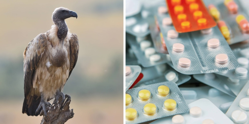 India bans nimesulide painkiller due to vulture toxicity threat.