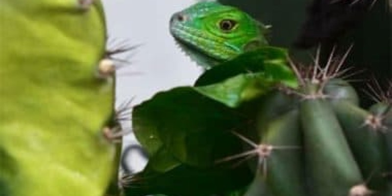 Climate change impacts desert lizards' 'cost of living', study finds.