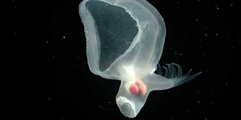 Glowing deep-sea mollusk finally identified as a unique sea slug species.