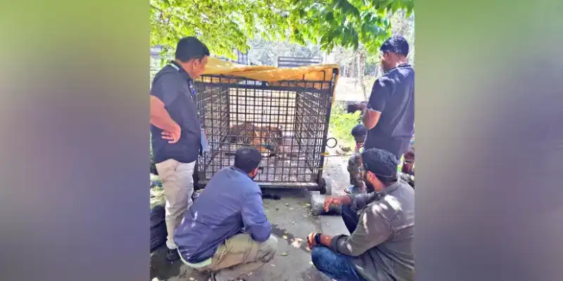 പുൽപ്പള്ളിയിലെ കടുവ കൂട്ടിലായി; നാട്ടുകാർക്കും ആശ്വാസം