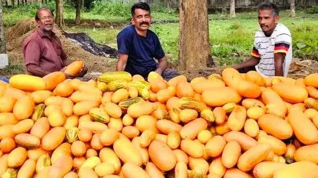 വിഷുക്കണിക്ക് തൃക്കളത്തൂർ വെള്ളരി; വില 25-30 രൂപ
