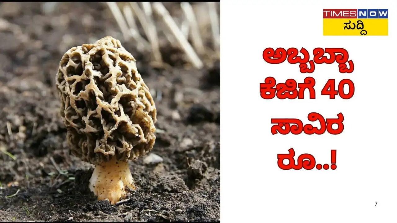 ಭಾರತದ ಅತ್ಯಂತ ದುಬಾರಿ ಅಣಬೆ: ಕೆಜಿಗೆ ೪೦,೦೦೦ ರೂಪಾಯಿ ಬೆಲೆ