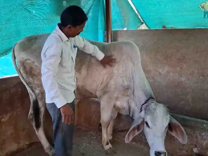 દેશી ગાય આધારિત પ્રાકૃતિક ખેતીથી ખેડૂતની સફળતાની વાત