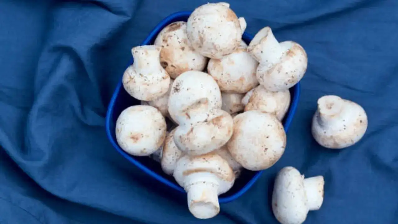 Study suggests psilocybin, a compound in magic mushrooms, may help Parkinson's.