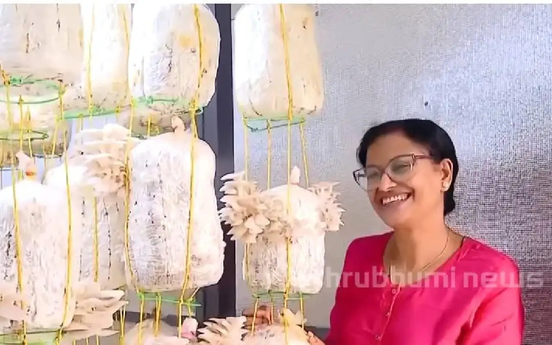 അധ്യാപികയുടെ കൂൺ കൃഷി:  വരുമാനവും ആരോഗ്യവും ഒരുമിച്ച്