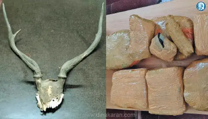 இலங்கைக்கு கடத்தப்பட இருந்த மான் கொம்பு, கஞ்சா பறிமுதல் செய்யப்பட்டது.
