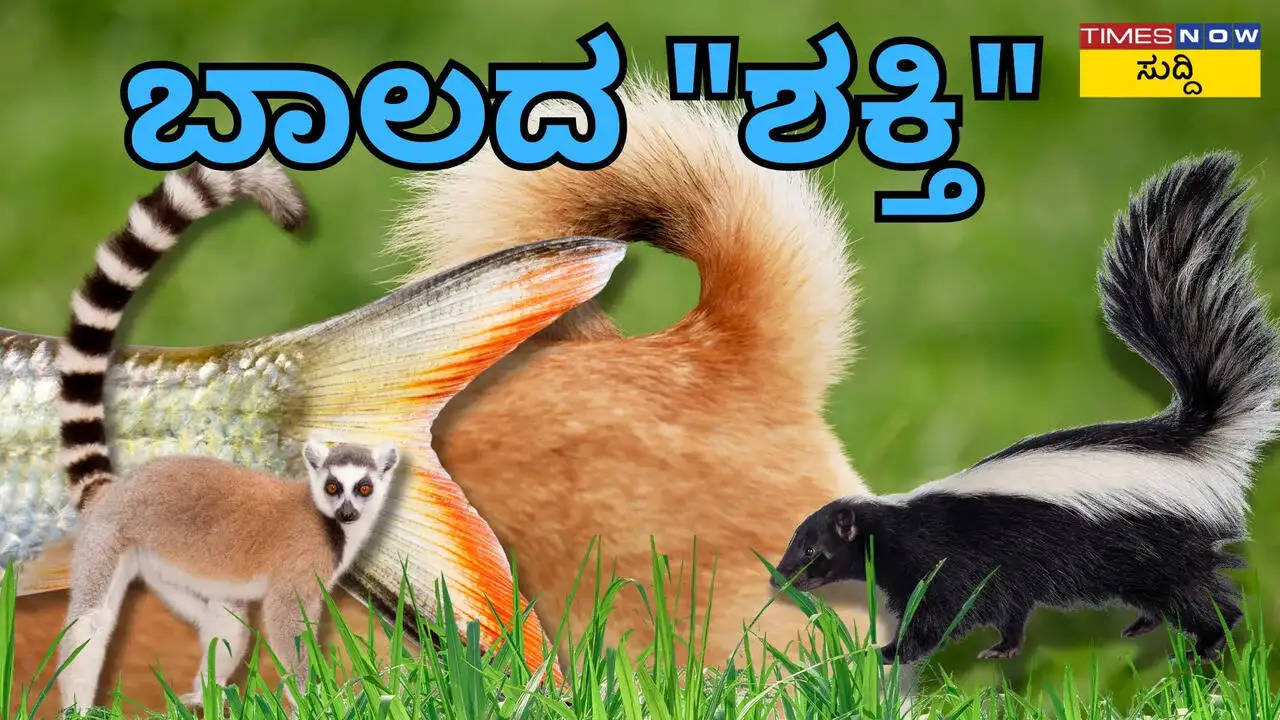 ಪ್ರಾಣಿಗಳ ಬಾಲದ ಪ್ರಾಮುಖ್ಯತೆ ಮತ್ತು ಅದರ ಉಪಯೋಗಗಳು