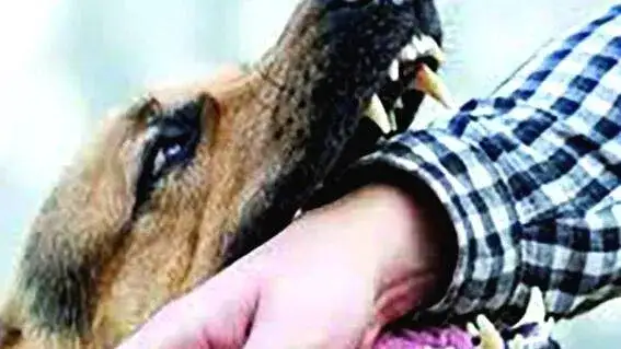 ആയിക്കരയിൽ തെരുവുനായ ആക്രമണം; വീട്ടമ്മയുടെ വിരൽ അറ്റുപോയി