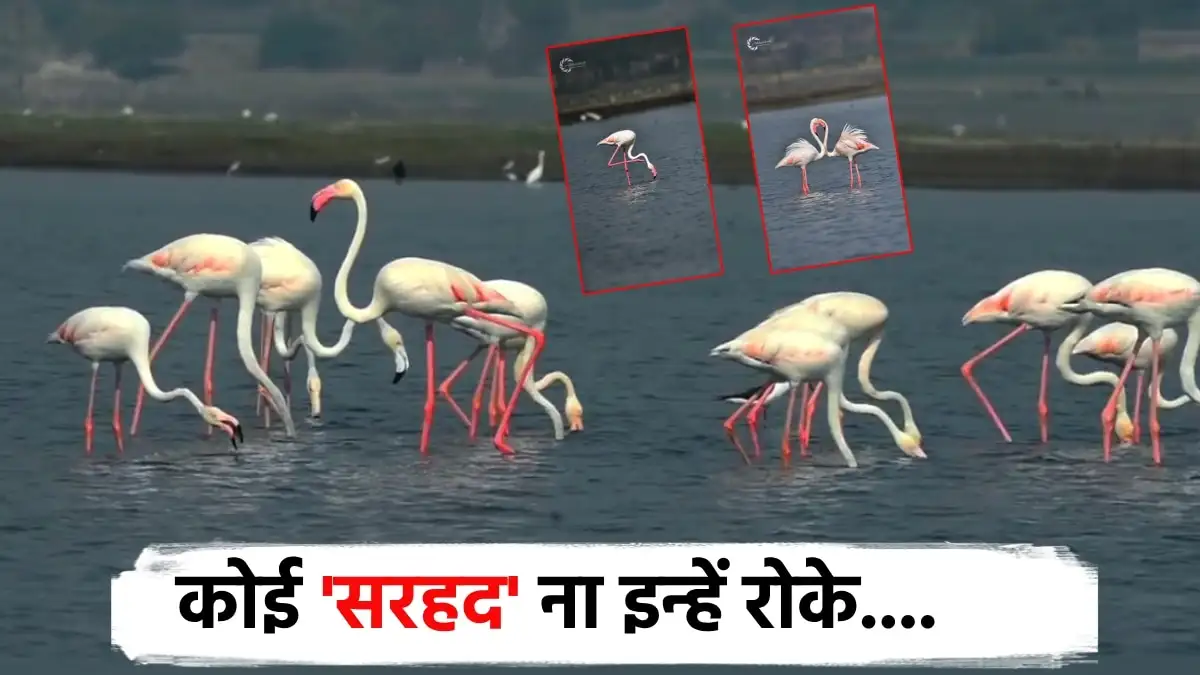 सोलापुरातील फ्लेमिंगो पक्षी पाच महिन्यांनंतर मायदेशी परतताहेत.