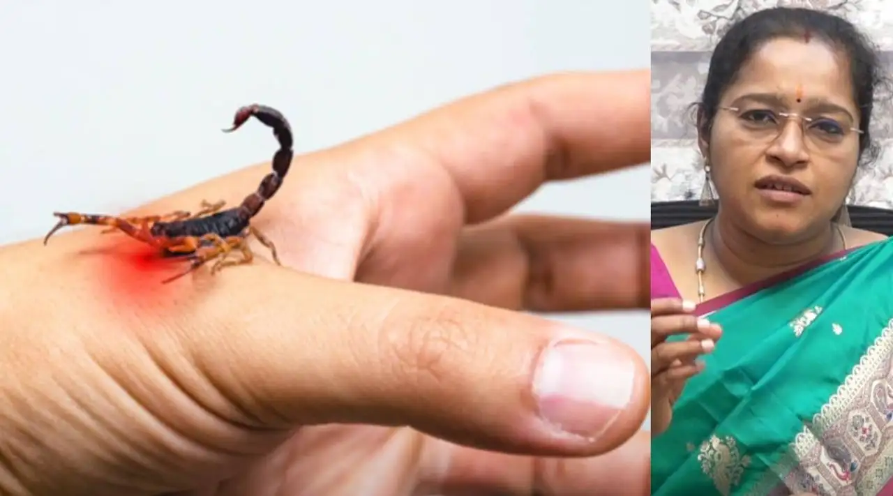 தேள் கடி: அறிகுறிகள், பாதுகாப்பு மற்றும் முதலுதவி குறித்த மருத்துவ ஆலோசனை