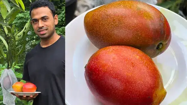 ടെറസിൽ വിളയുന്ന ലോകത്തിലെ ഏറ്റവും വിലയേറിയ മാമ്പഴം