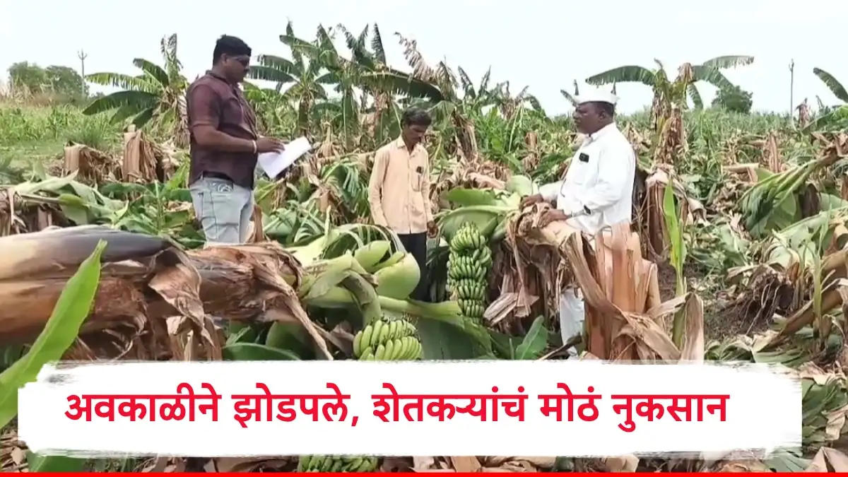 सोलापूरमधील अवकाळी पावसामुळे शेतकऱ्यांचे मोठे नुकसान झाले आहे.