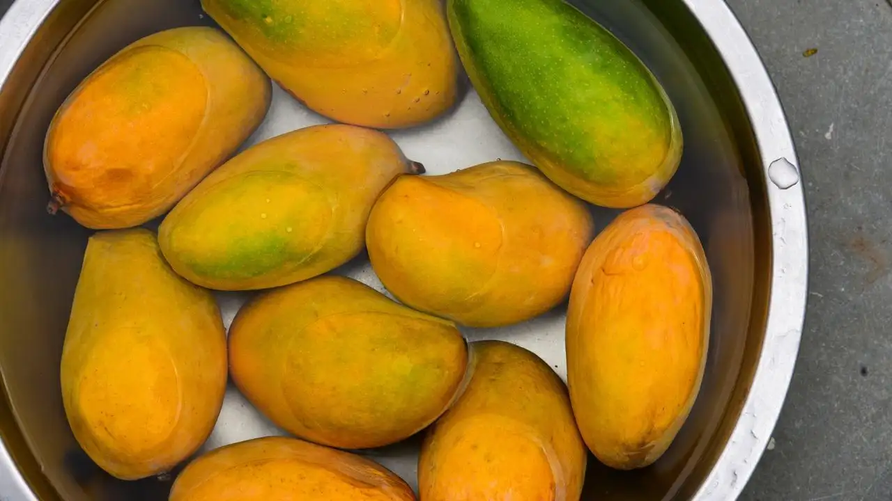 আমেরিকা ফেরত পাঠাল ৪ কোটি টাকার আম, ভারত রেখে দিল