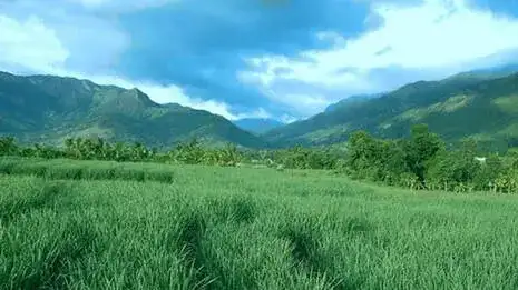 മറയൂർ ശർക്കര; രാജ്യാന്തര വിപണിയിലേക്ക്; കിലോയ്ക്ക് 210 രൂപ