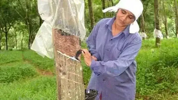 റബ്ബറിന്റെയും കർഷകരുടെയും നല്ല കാലം; വില വർദ്ധനവ്