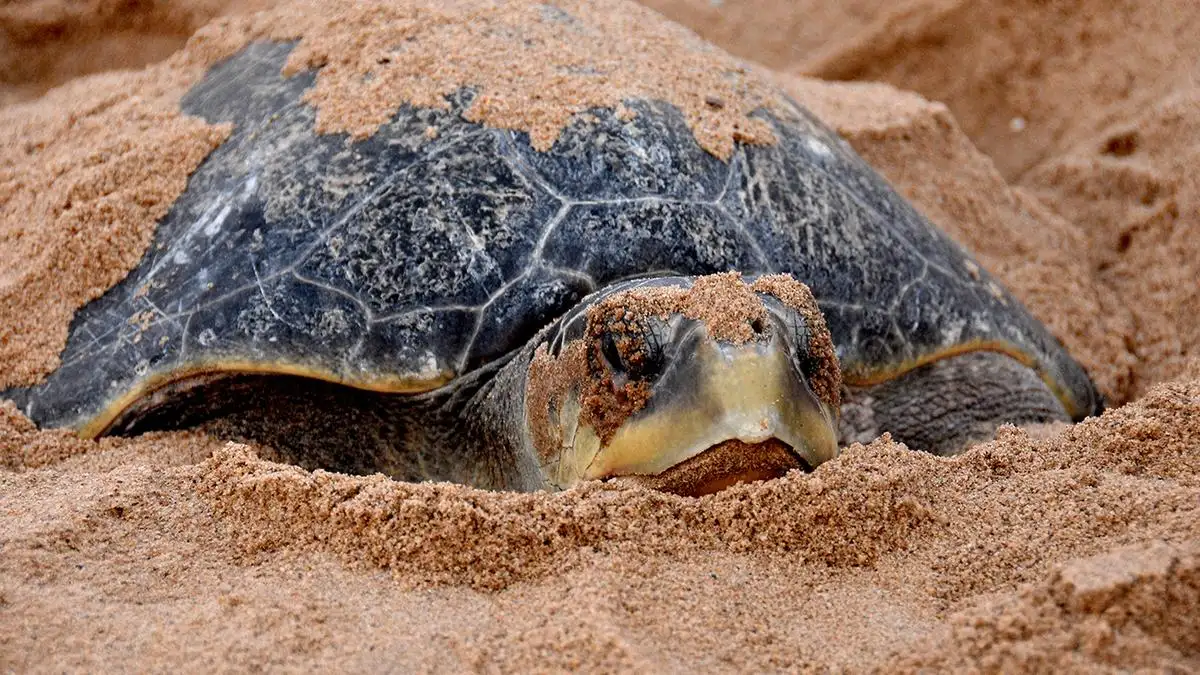 Olive Ridley turtle mass nesting: science, conservation, and human impact.