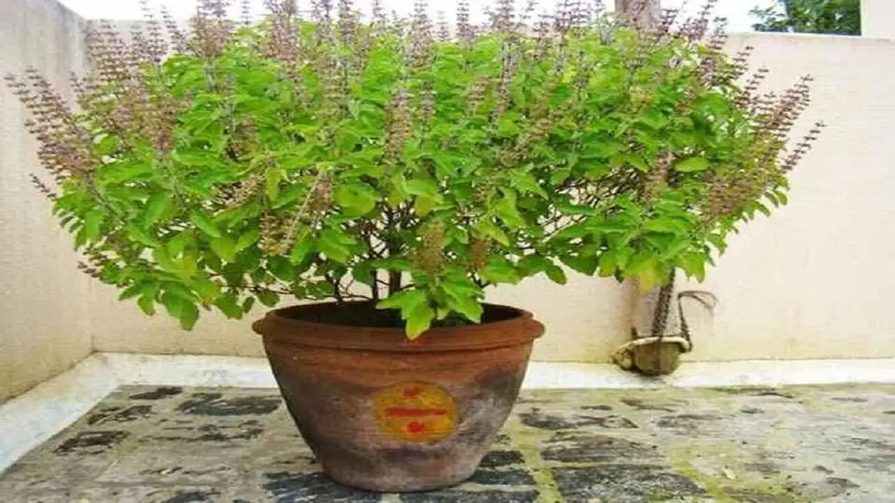 তুলসী গাছের কাছে এই ৩ জিনিস রাখা ক্ষতিকর