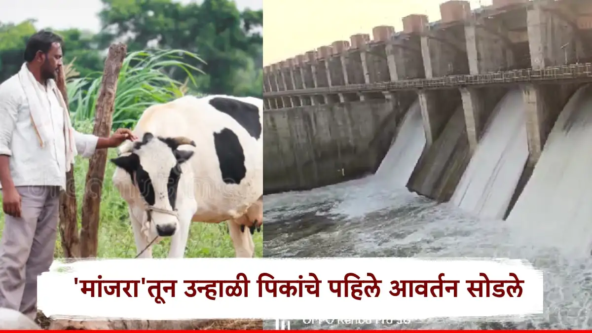 मांजरा धरणातून उन्हाळी पिकांसाठी पाणी सोडले; लातूरला लाभ.