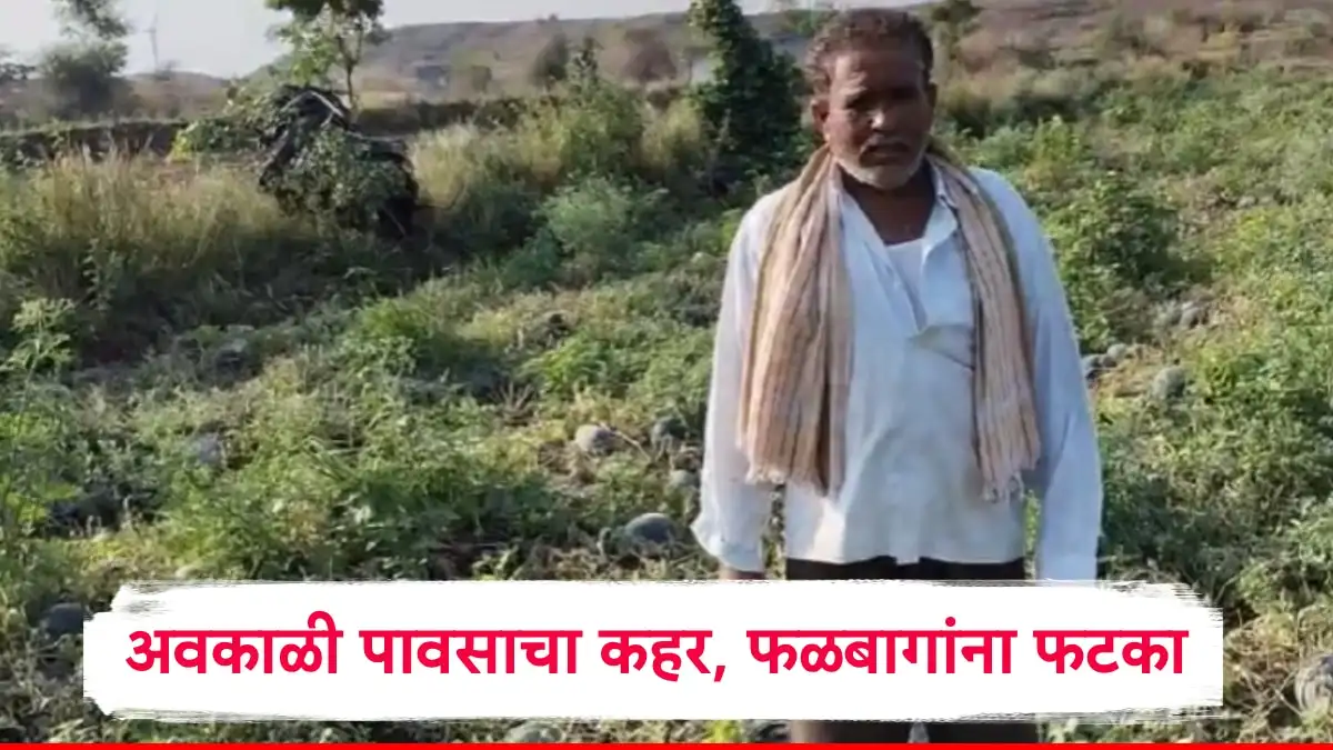 नंदुरबारमधील अवकाळी पावसामुळे शेतकऱ्यांचे मोठे नुकसान.