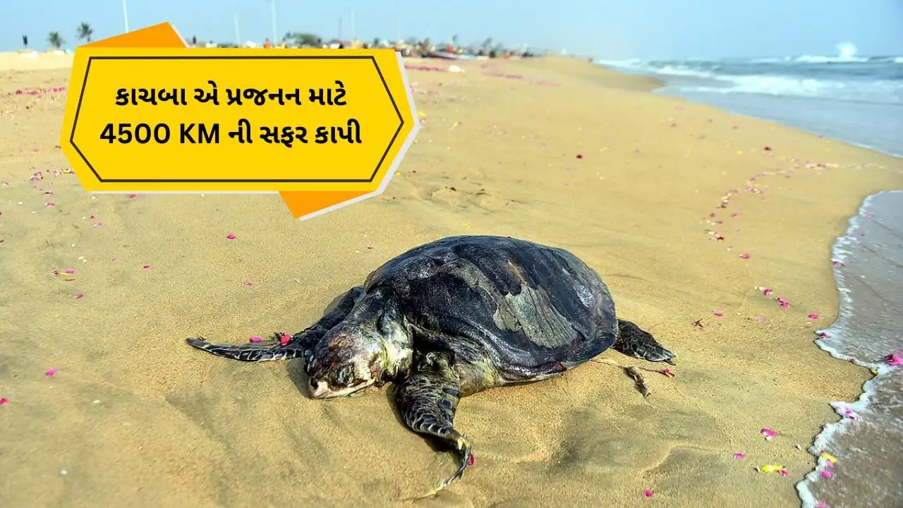 4500 કિમી તરીને ઓડિશાથી મહારાષ્ટ્ર પહોંચેલો કાચબો, 125 ઈંડા મુક્યા