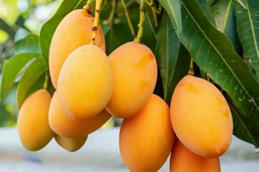 মুর্শিদাবাদের আম চাষিরা দ্বিগুণ ফলনে বিপুল লাভের আশায়
