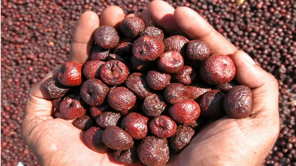 ಕರ್ನಾಟಕದ ಅಡಿಕೆ ಬೆಲೆ ಏರಿಕೆ: ಇಂದಿನ ದರಗಳ ಸಾರಾಂಶ