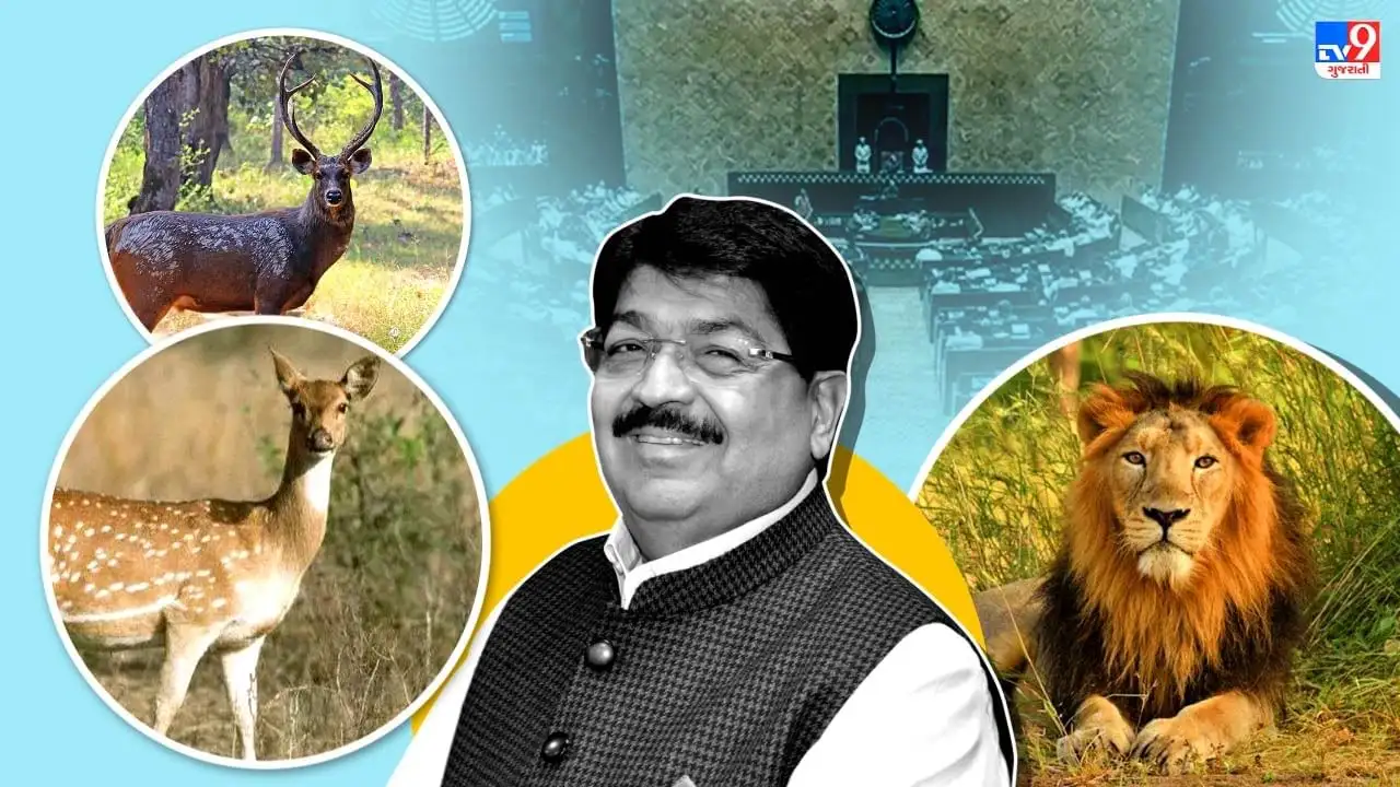 ગીરના સિંહો માટે શિકાર પ્રાણીઓની સંખ્યામાં 37%નો વધારો