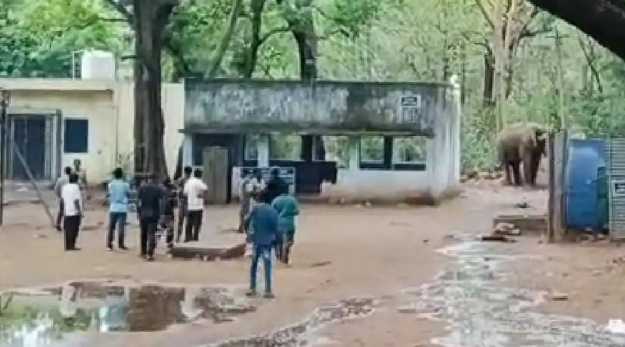 காட்டு யானை வனத்துறையினரை விரட்டிய சம்பவம் வைரல்