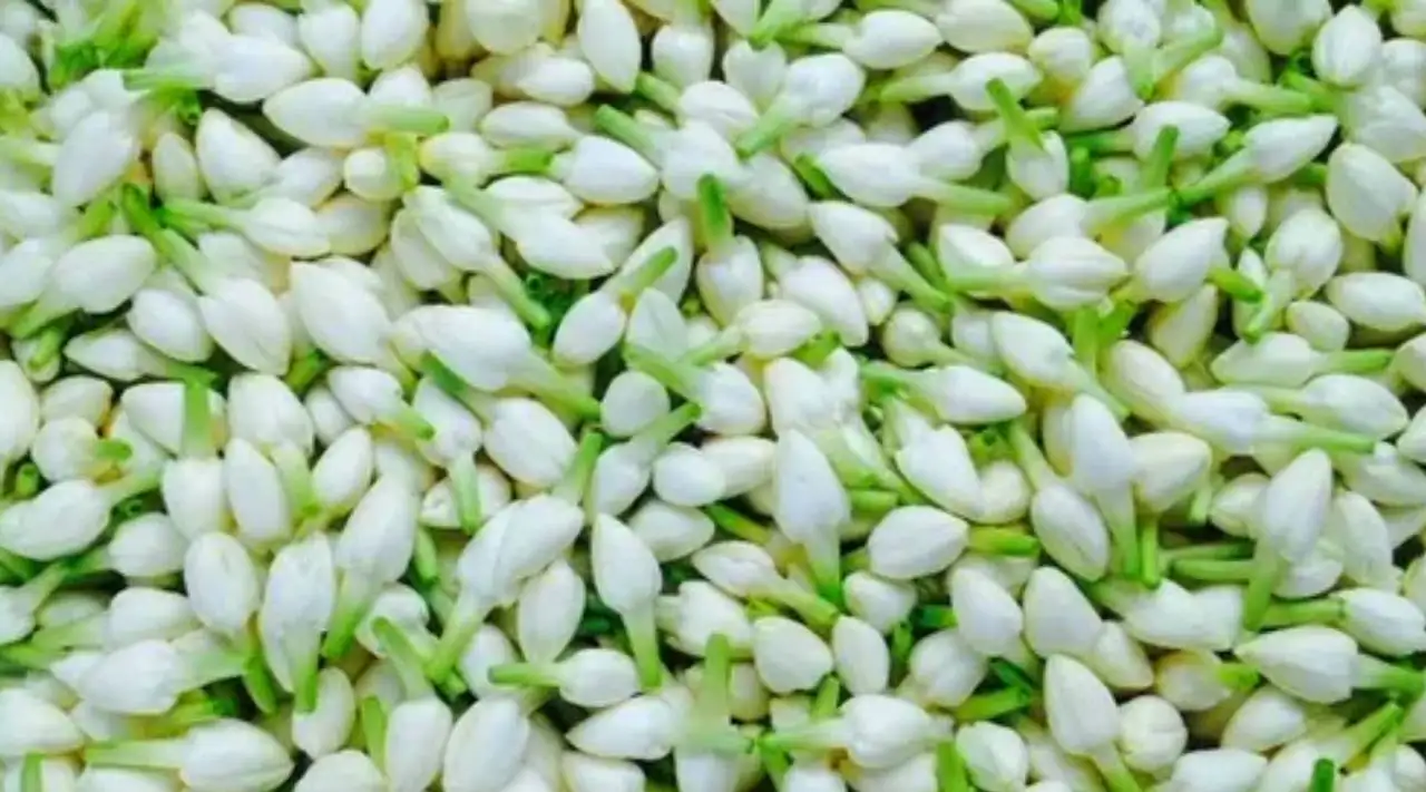 மல்லிகைப் பூவைப் புதியதாக ஒரு மாதம் வரை வைத்திருப்பது எப்படி?